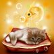 Animals Dream