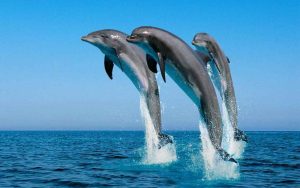 forever chemicals aging dolphins