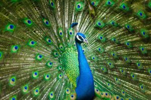 can peacocks fly