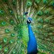can peacocks fly
