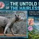 hairless bear