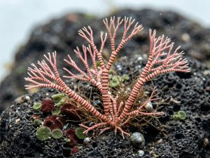 pink zebra seaweed